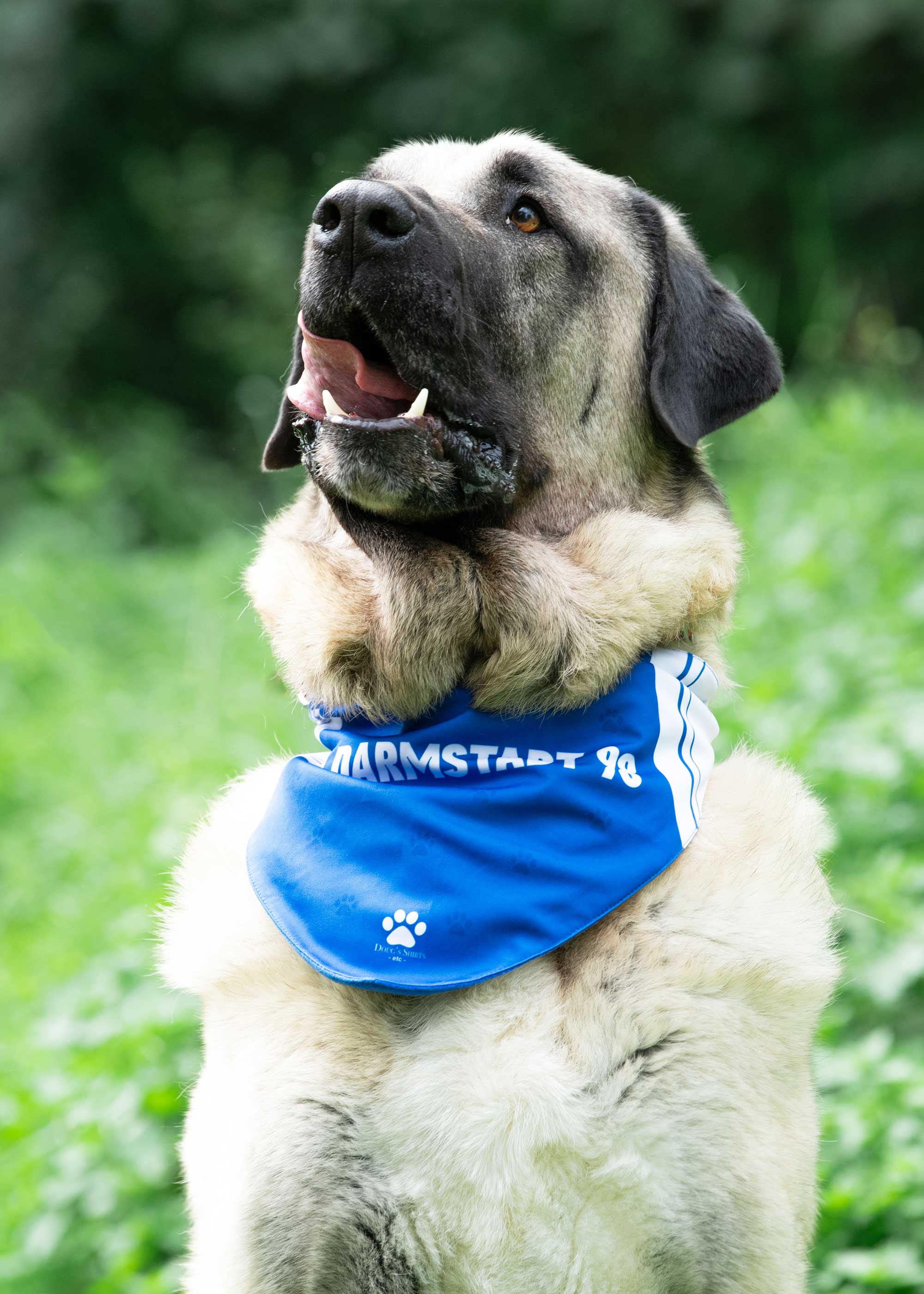 SV-98-Hunde-Halstuch_6-157_2