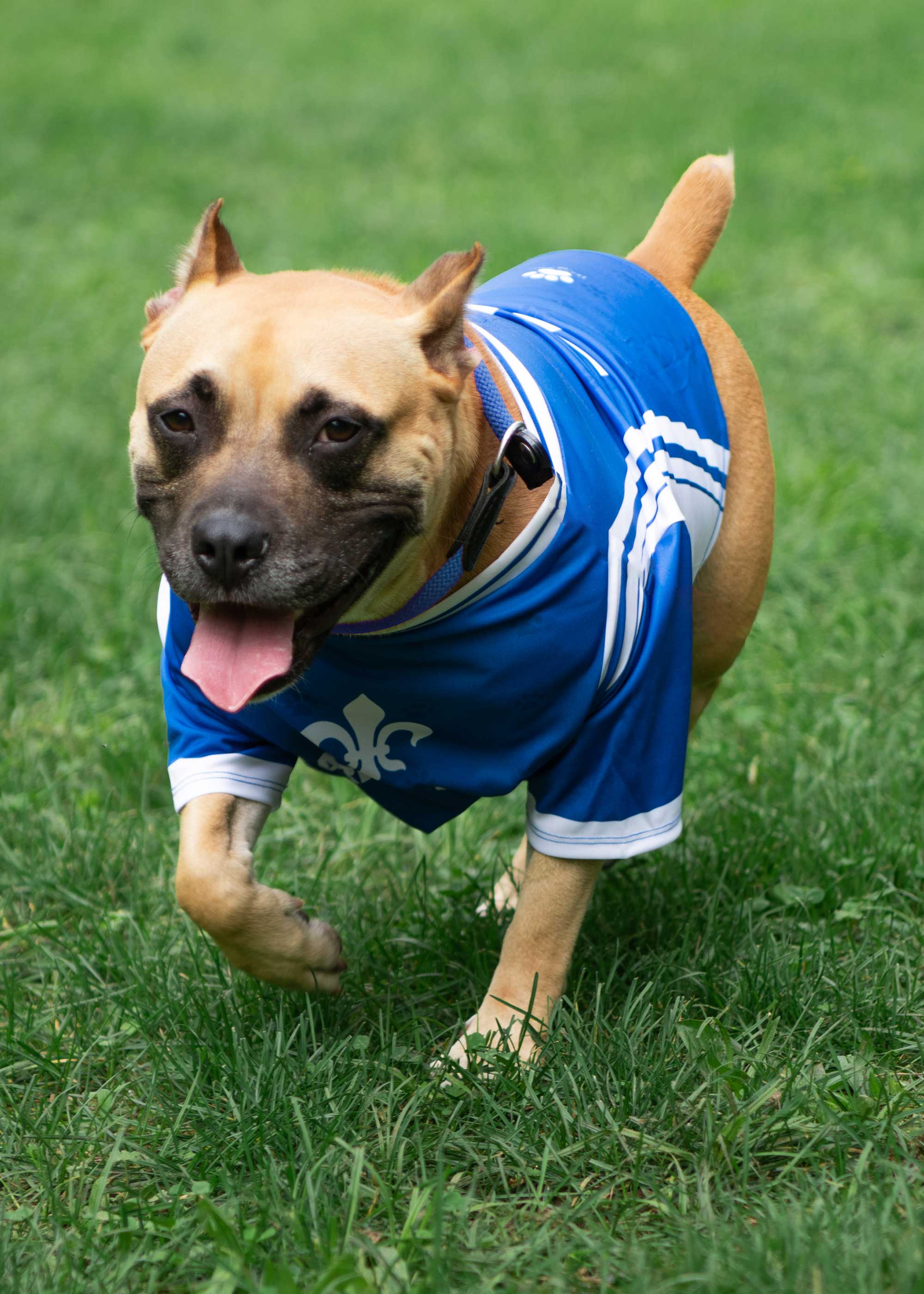 6-158_SV-98-Hunde-Trikot_3